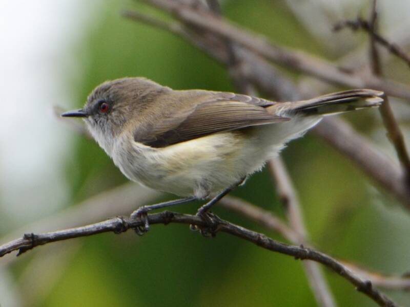 Gray Gerygone, 照片 3