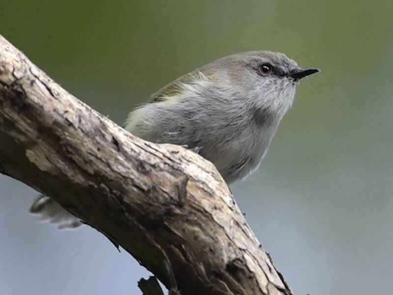 Gray Gerygone, 照片 2