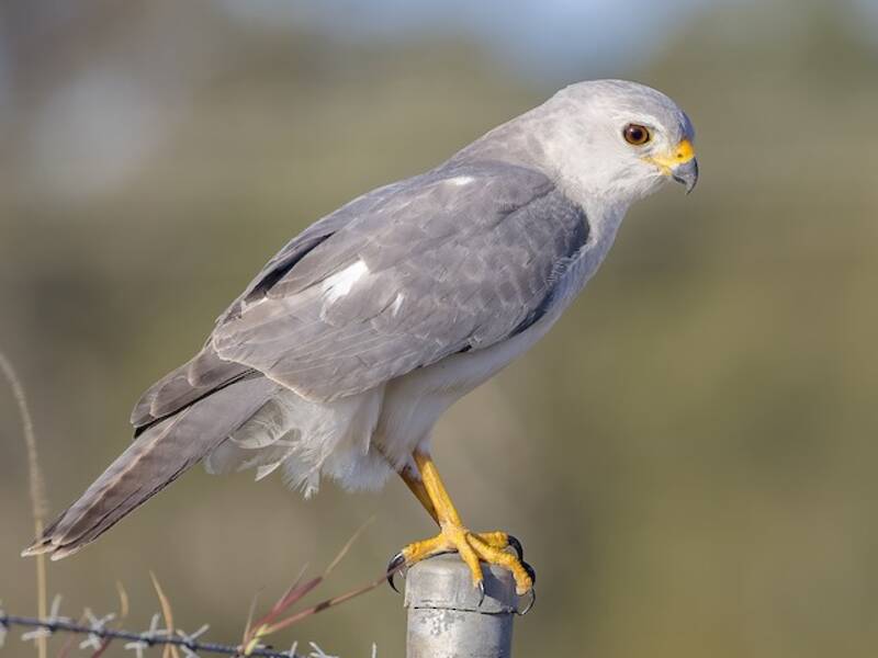 Astore grigio, Foto 3
