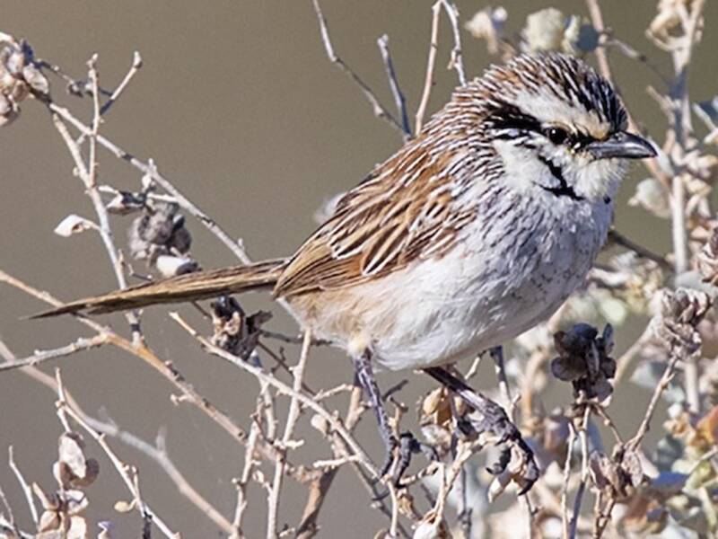 Gray Grasswren (Amytornis barbatus)