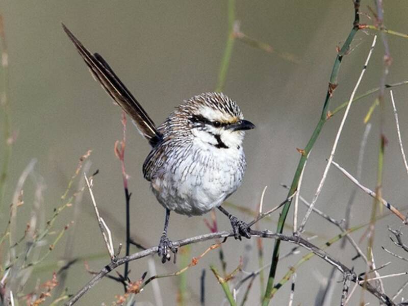 Scricciolo di prateria grigio, Foto 3