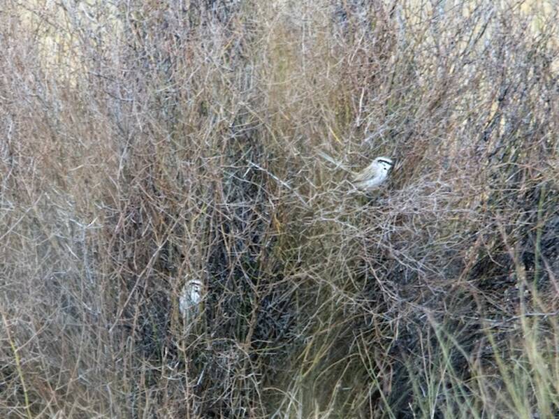 Scricciolo di prateria grigio, Foto 4