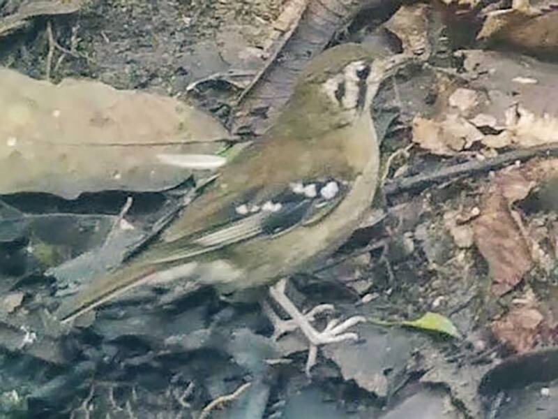 Gray Ground-Thrush