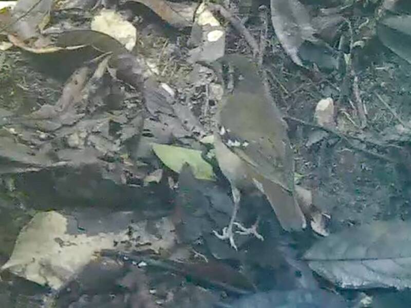 Gray Ground-Thrush, Photos 3