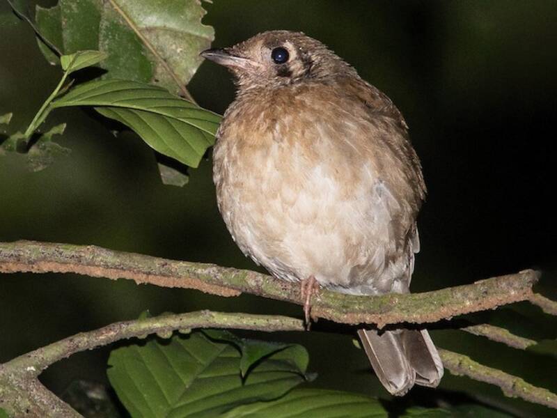 Gray Ground-Thrush, Photos 2