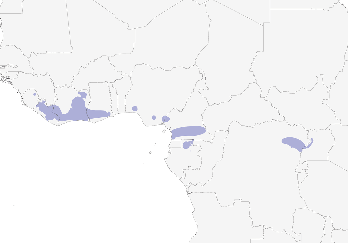 Gray Ground-Thrush, Distribution 1
