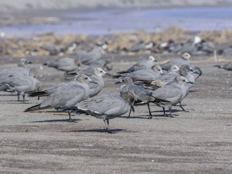 Gray Gull, Photos 2