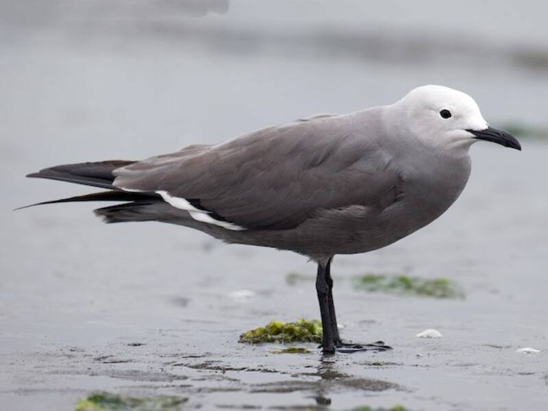 Gray Gull, Photos 3