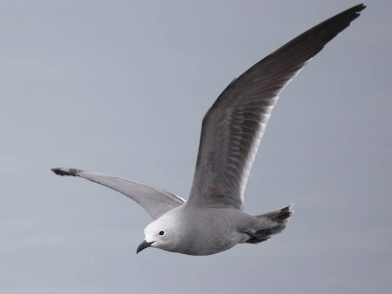 Gray Gull, Photos 4