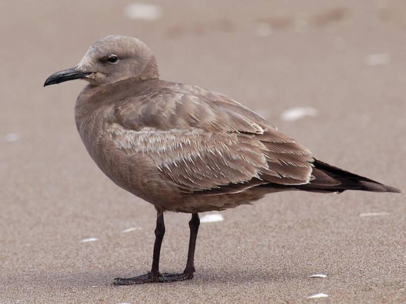 Gray Gull