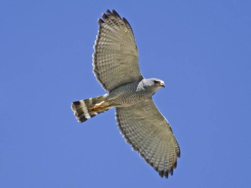 Gray Hawk
