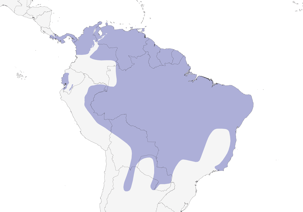 Poiana striata di grigio, Distribuzione 1