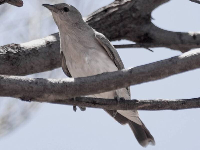Gray Honeyeater, Photos 4