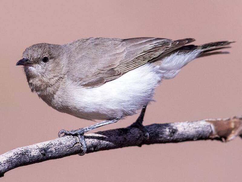 Gray Honeyeater, Photos 3