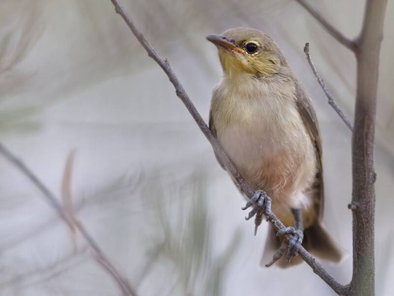 Gray Honeyeater, Photos 2