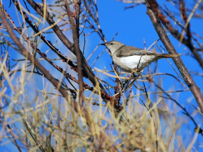 Gray Honeyeater