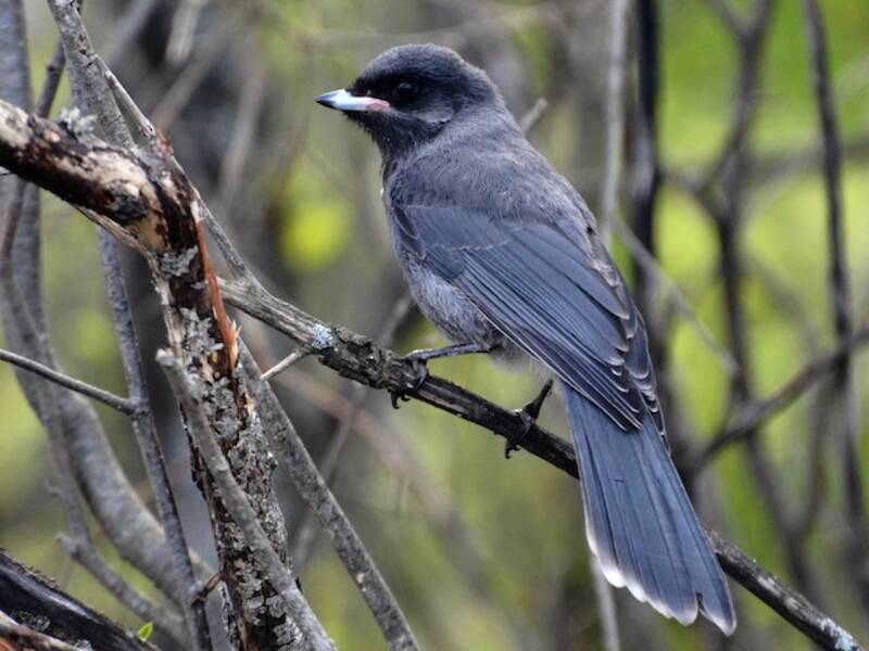 Canada Jay (Perisoreus canadensis)