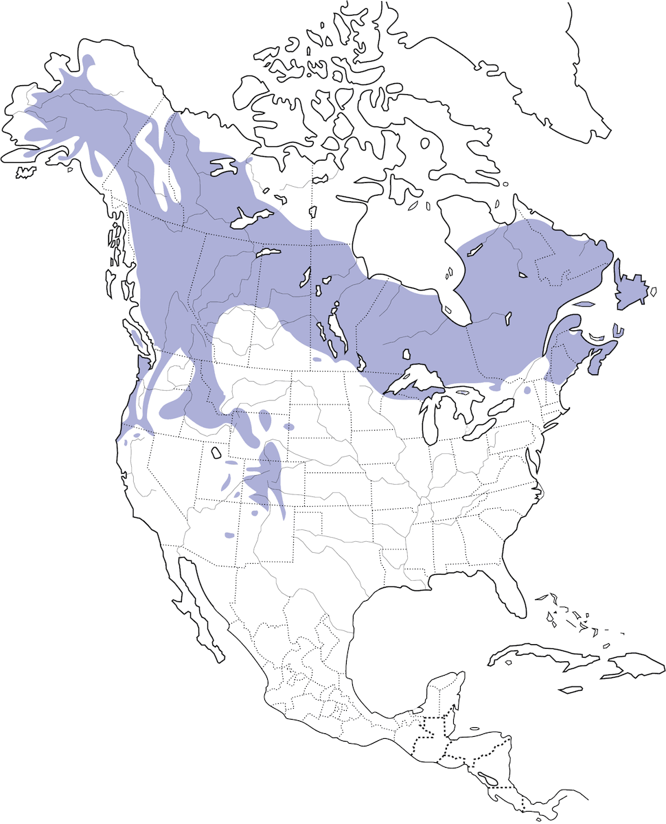 Arrendajo canadiense, Distribución 1