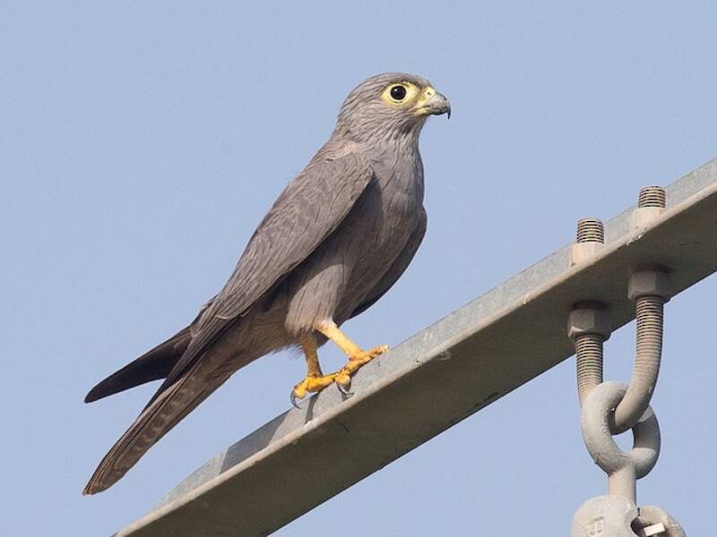 Graufalke, Fotos 4