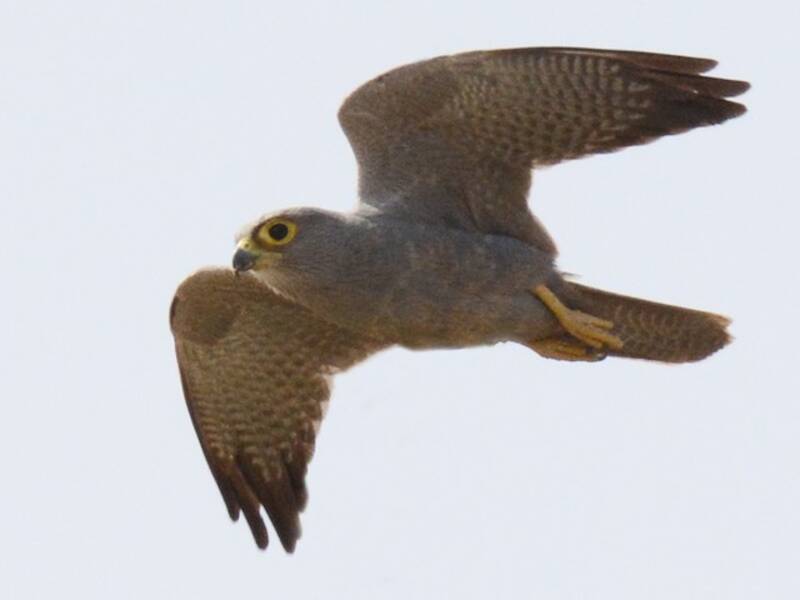 Graufalke, Fotos 3