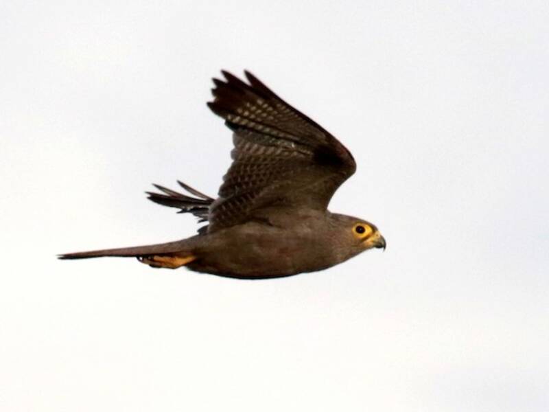Graufalke, Fotos 2
