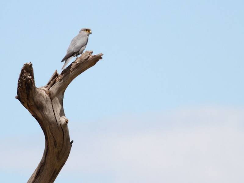 Graufalke