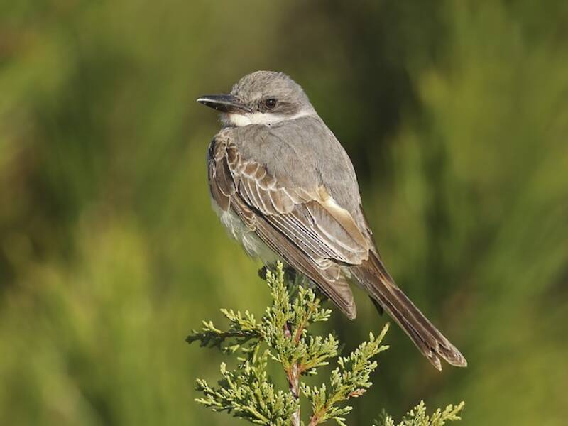 Gray Kingbird, 照片 2