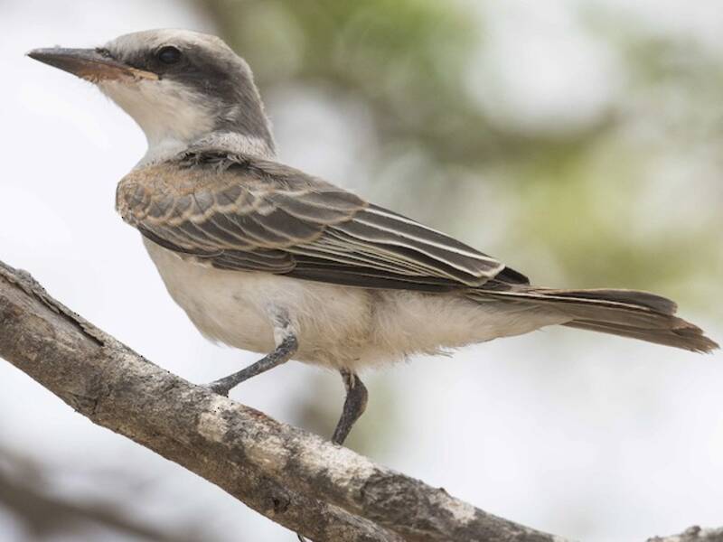 Gray Kingbird