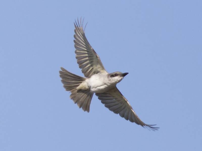Gray Kingbird, 照片 3
