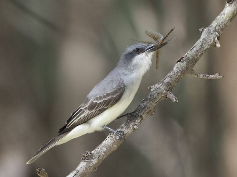 Gray Kingbird, 照片 4