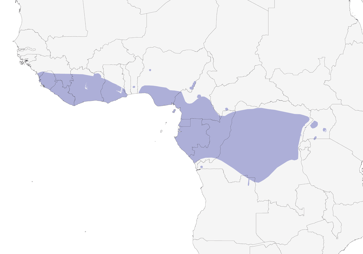 Picudo gris, Distribución 1
