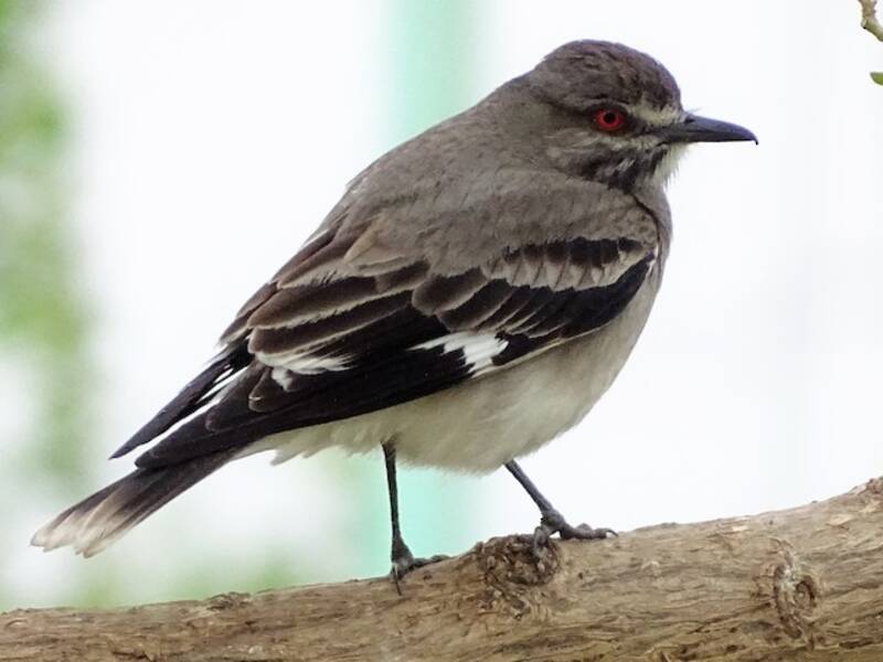Gray Monjita
