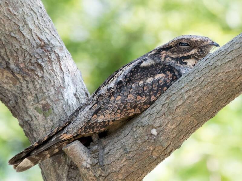 Gray Nightjar