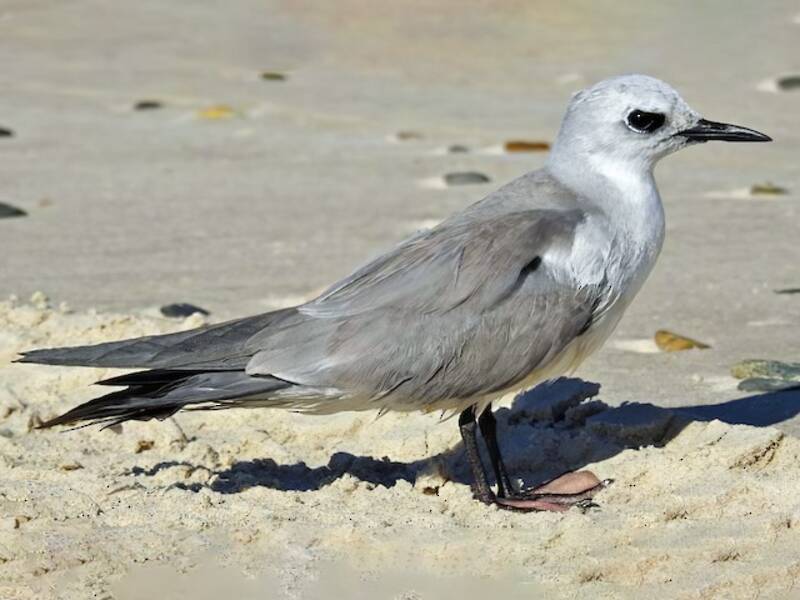 Noddy grigio