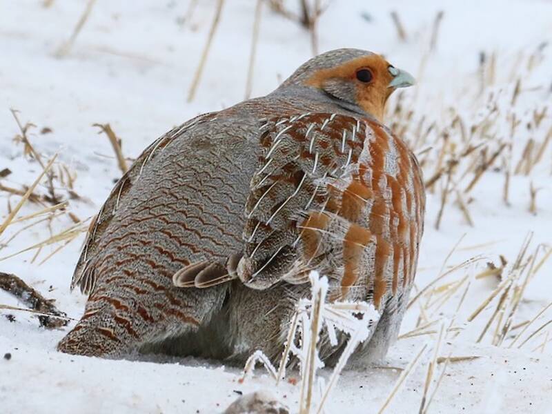 Gray Partridge, Photos 4