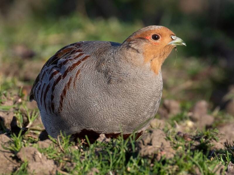 Gray Partridge, Photos 2