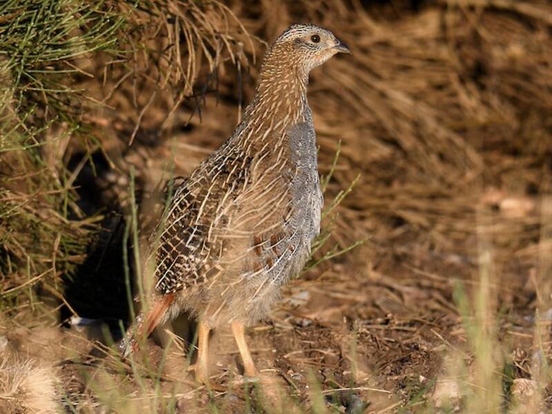 Gray Partridge, Photos 3