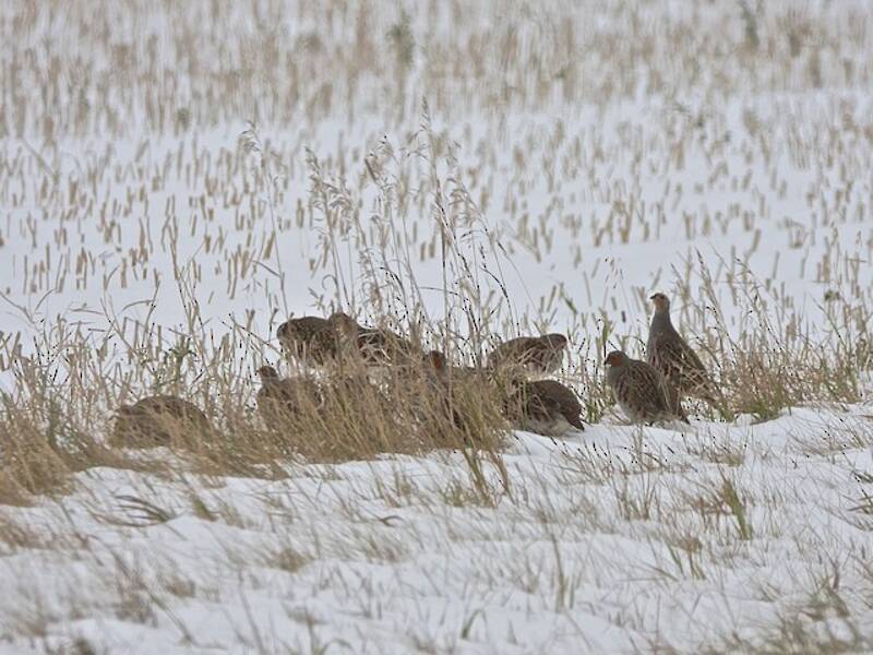 Gray Partridge