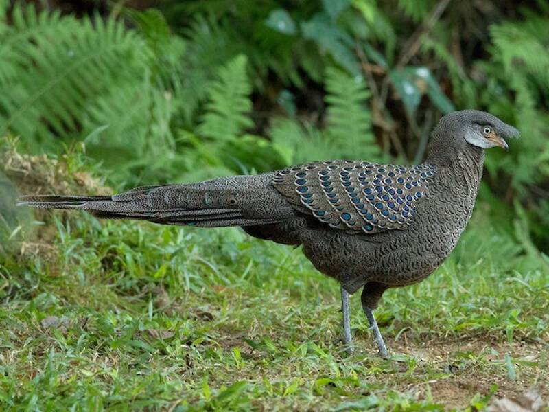 Faisán Pavo Real Gris, Fotos 3