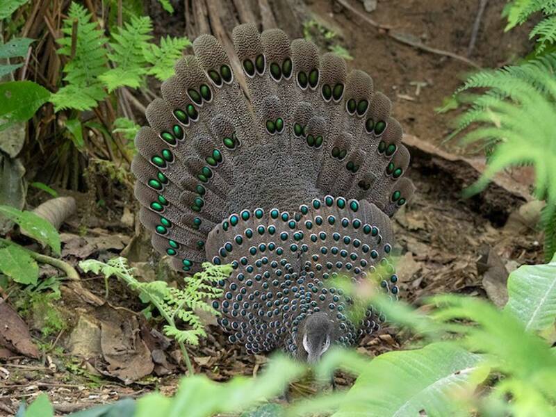 Faisán Pavo Real Gris, Fotos 4