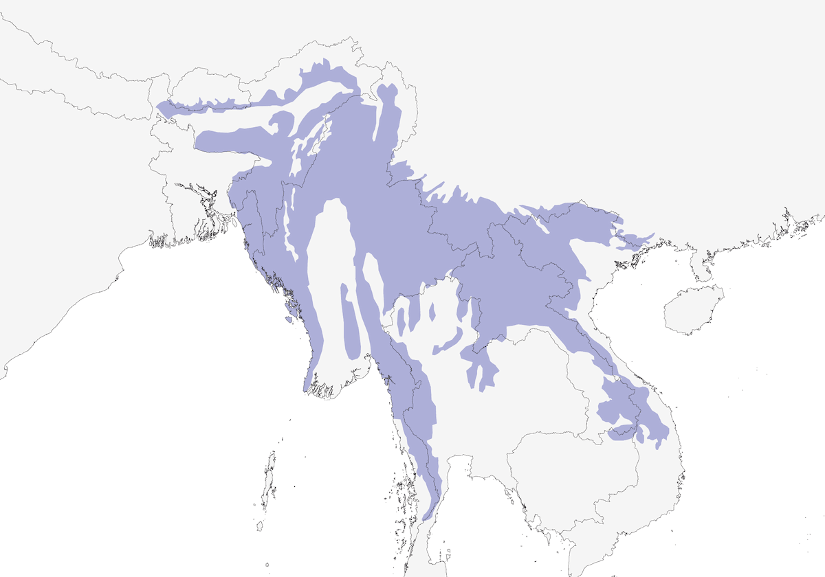 Faisán Pavo Real Gris, Distribución 1