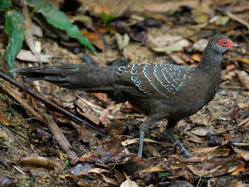 Hainan-Spiegelpfau, Fotos 2