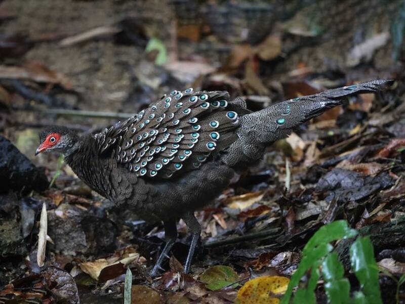 Hainan-Spiegelpfau, Fotos 3