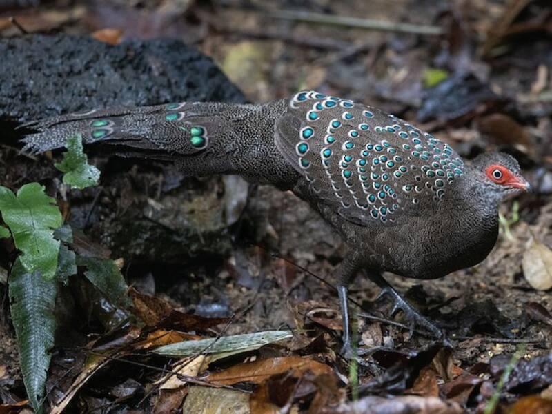 Hainan-Spiegelpfau, Fotos 4