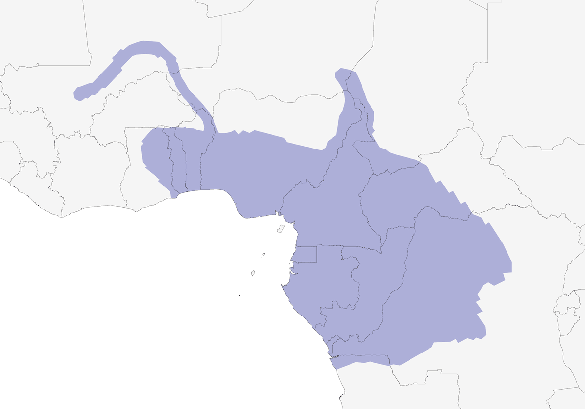 Glaréole grise, Distribution 1