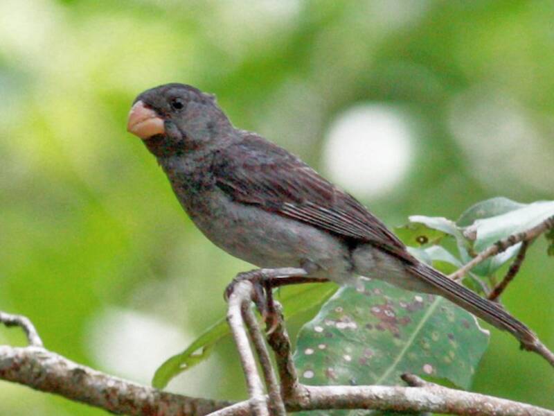 Gray Seedeater, 照片 3