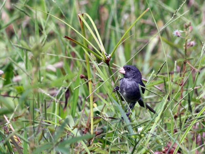 Gray Seedeater