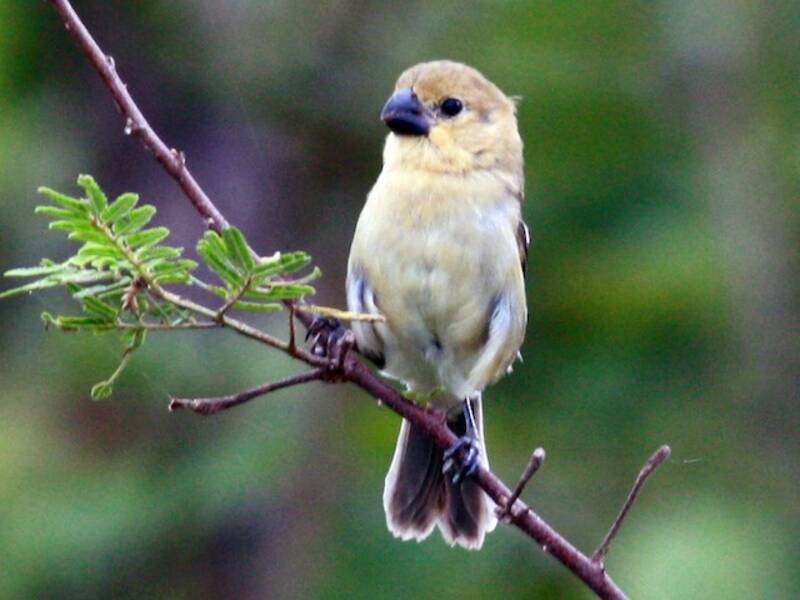 Gray Seedeater, 照片 4