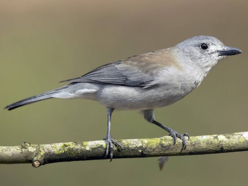 Gray Shrikethrush, Photos 4