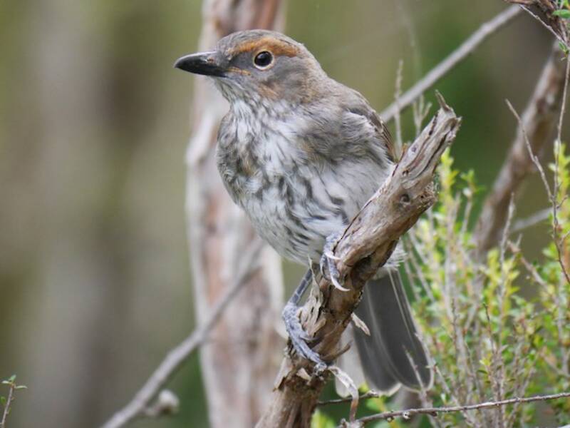 Gray Shrikethrush, Photos 3